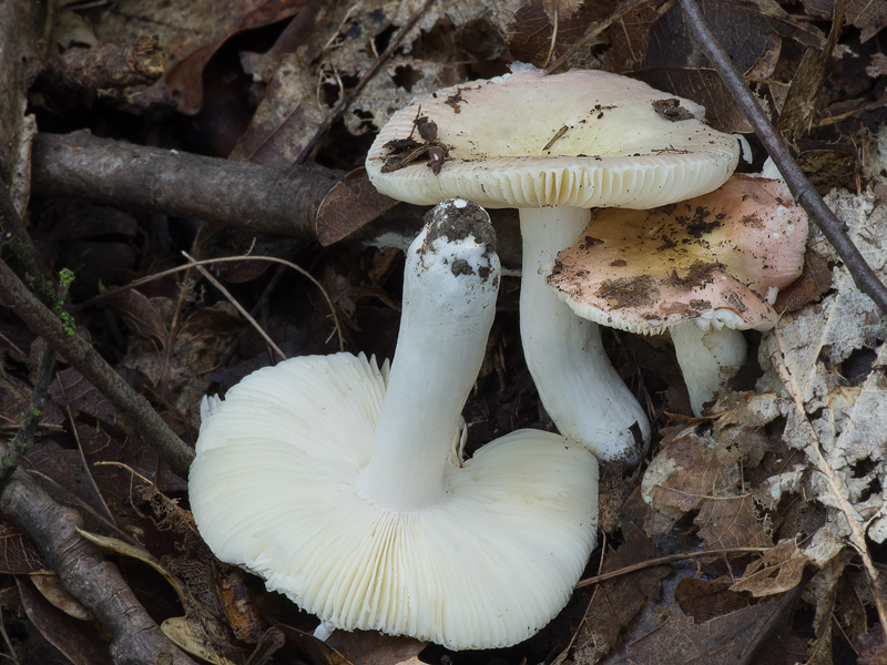 Russula pelargonia